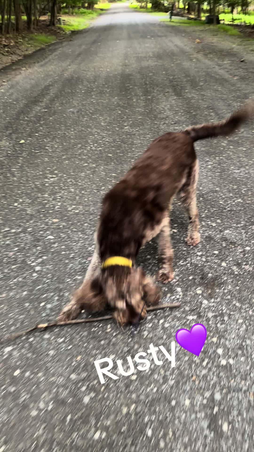 @💜❌Happytails❌💜