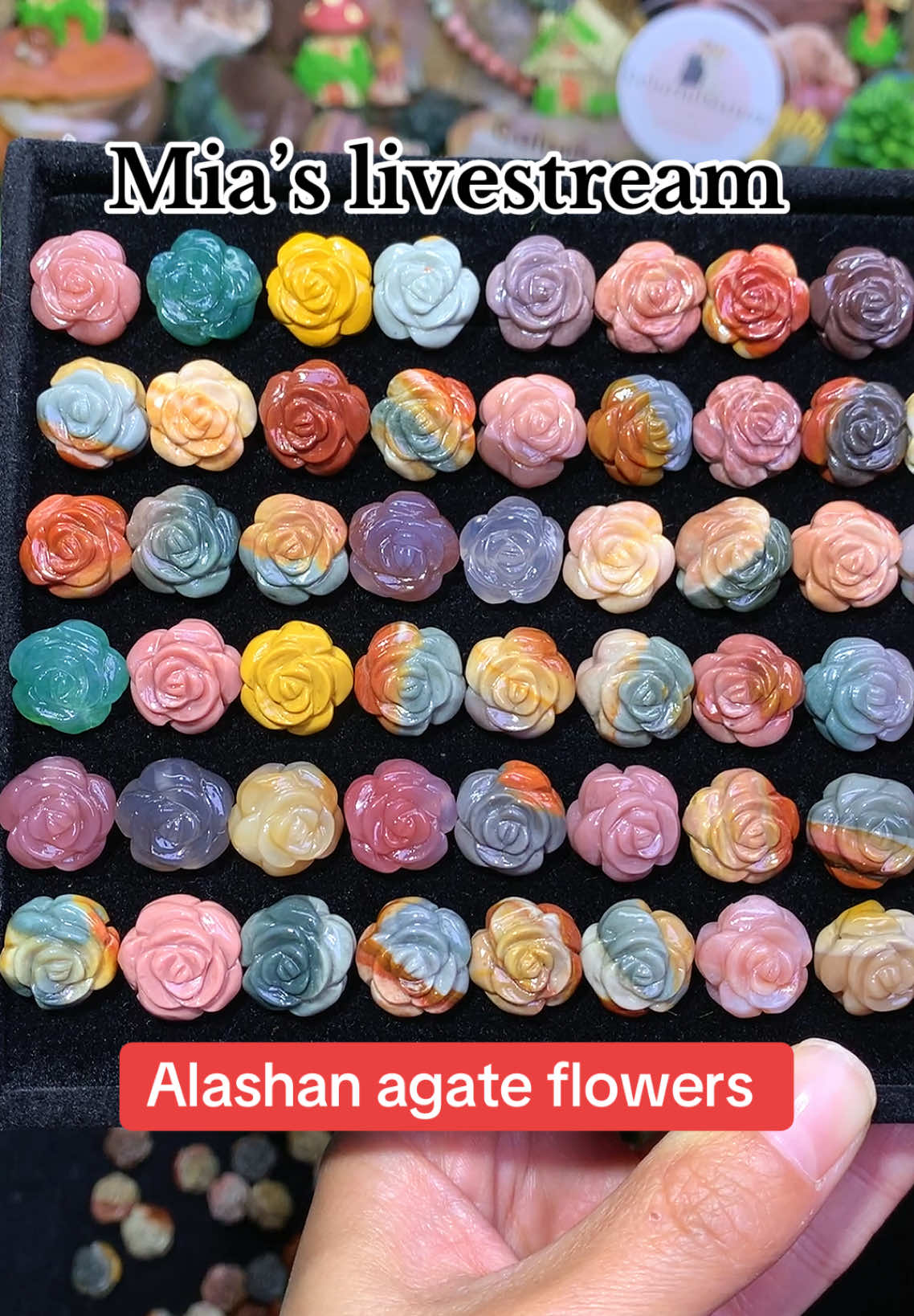 @ColorfulsisterUS