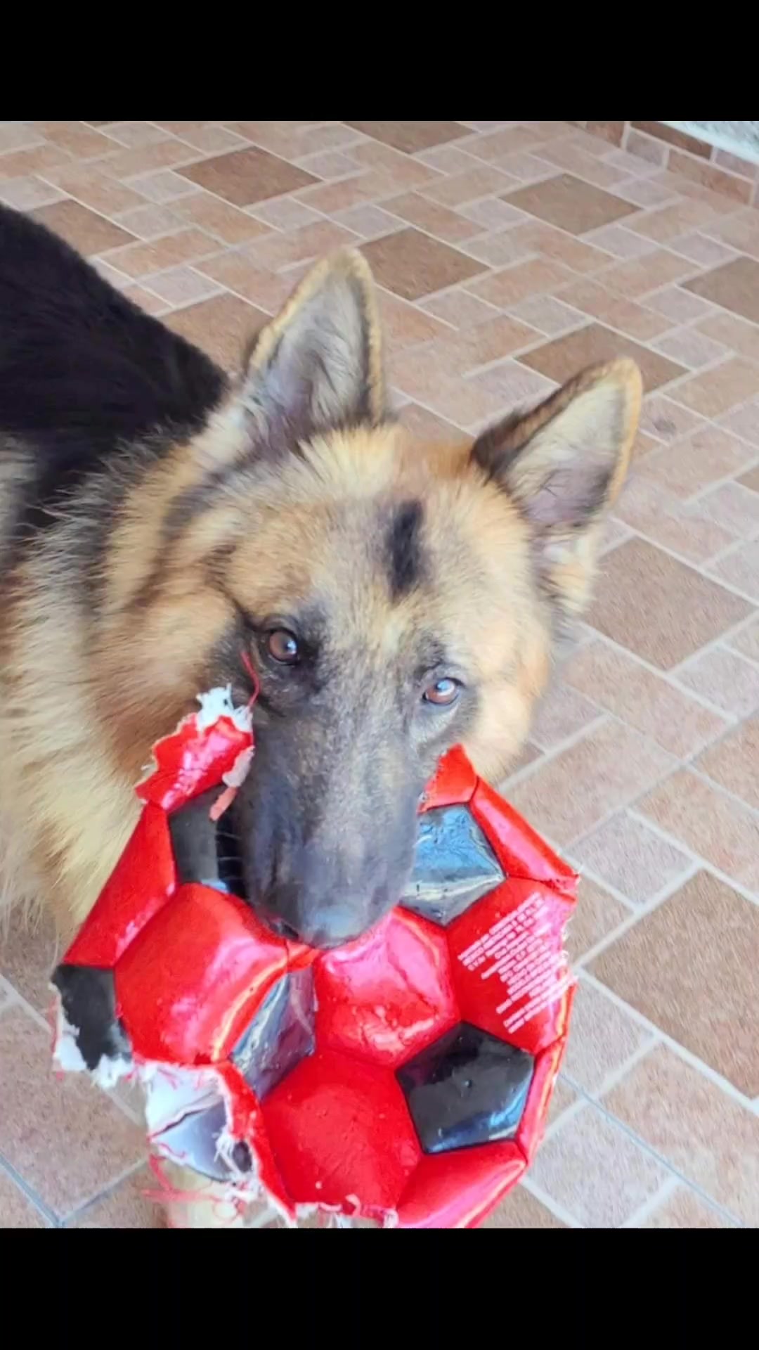 @Cachorretezeus