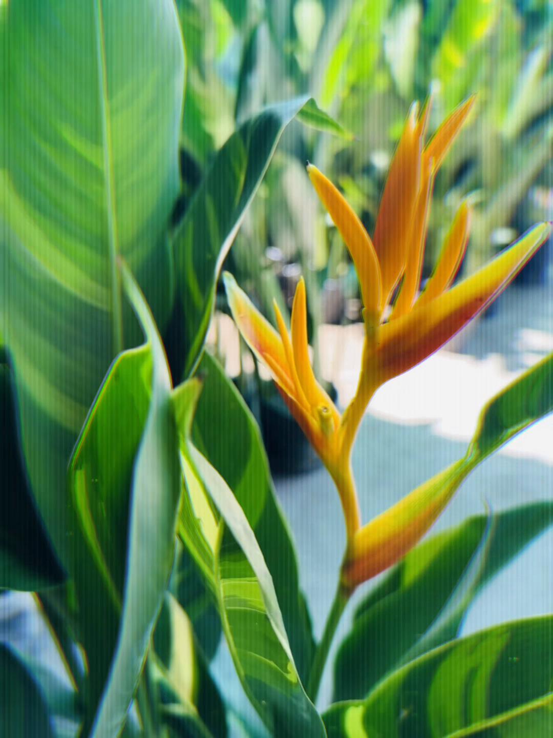 @Tiệm L&aacute; Nhỏ