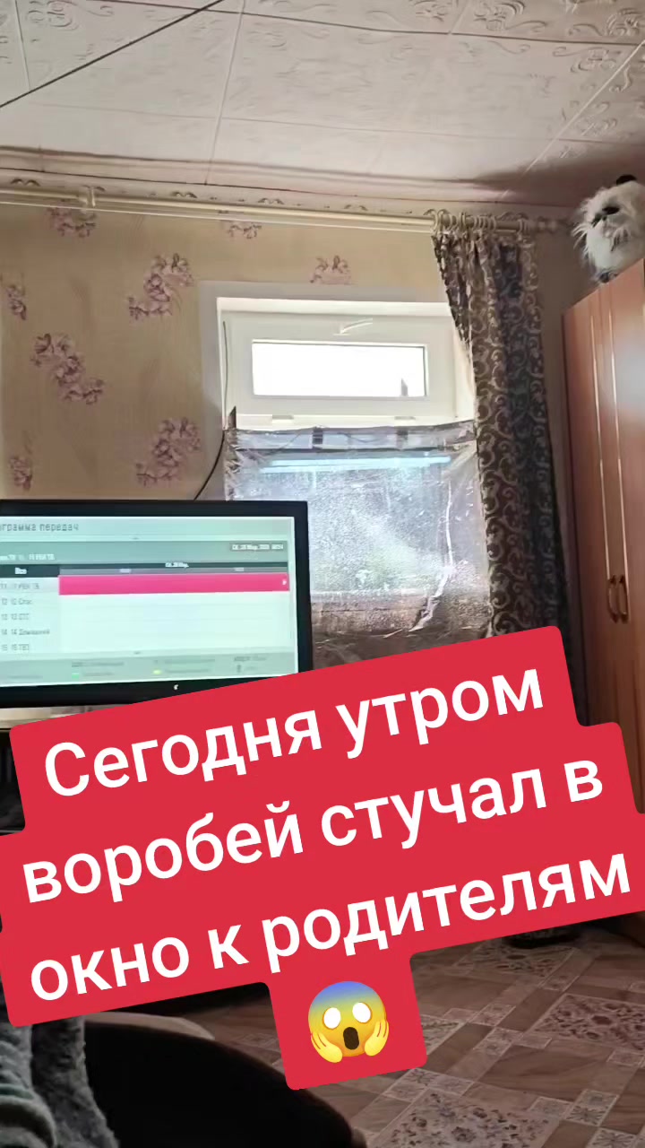 @Кисюля