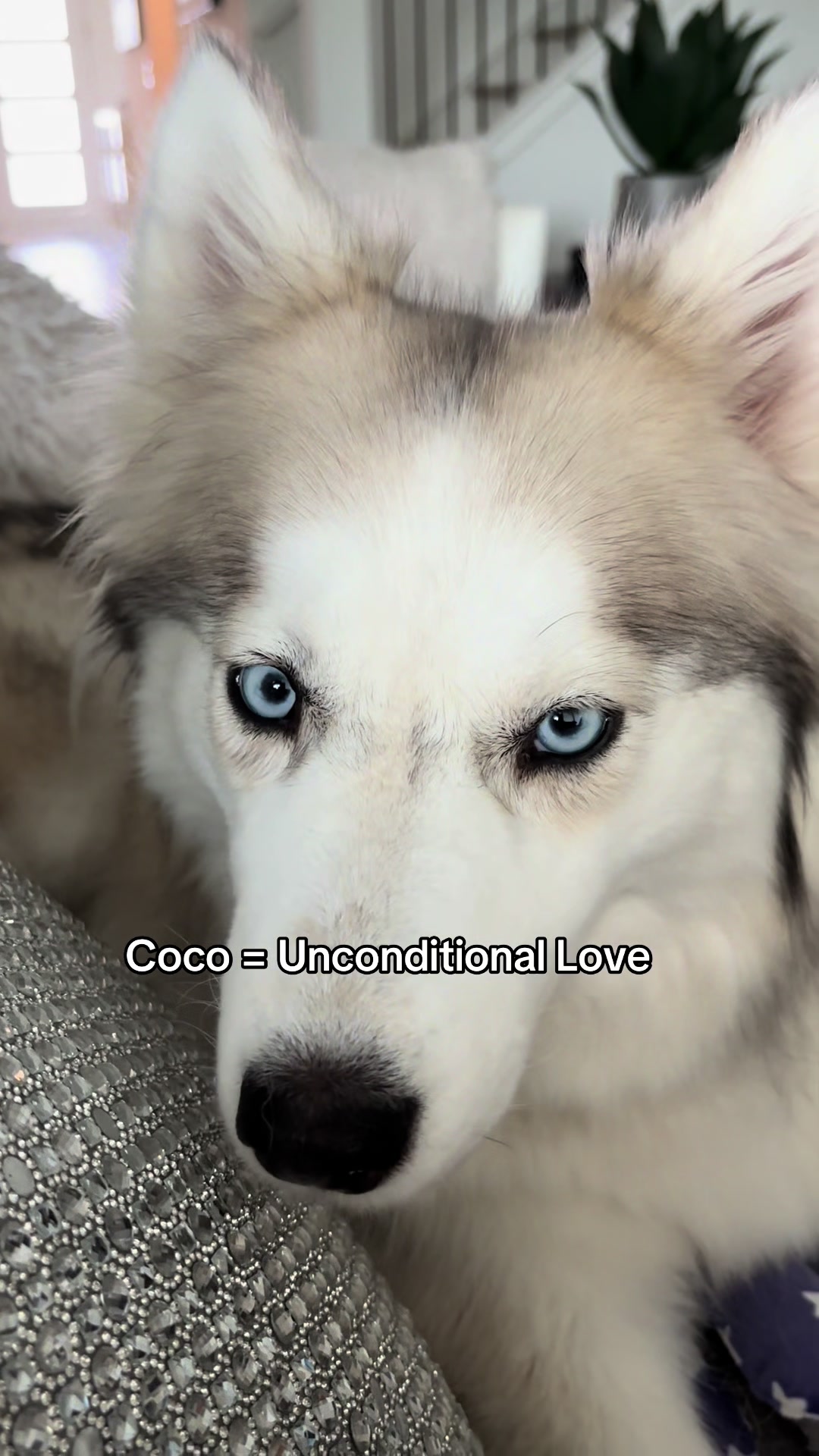 @lifewith2huskies