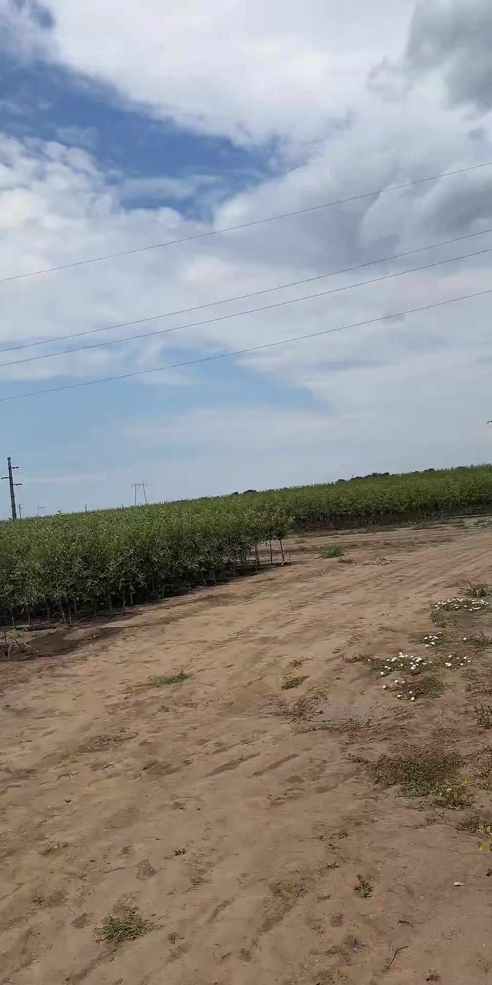 @p&eacute;pini&egrave;re yb agro