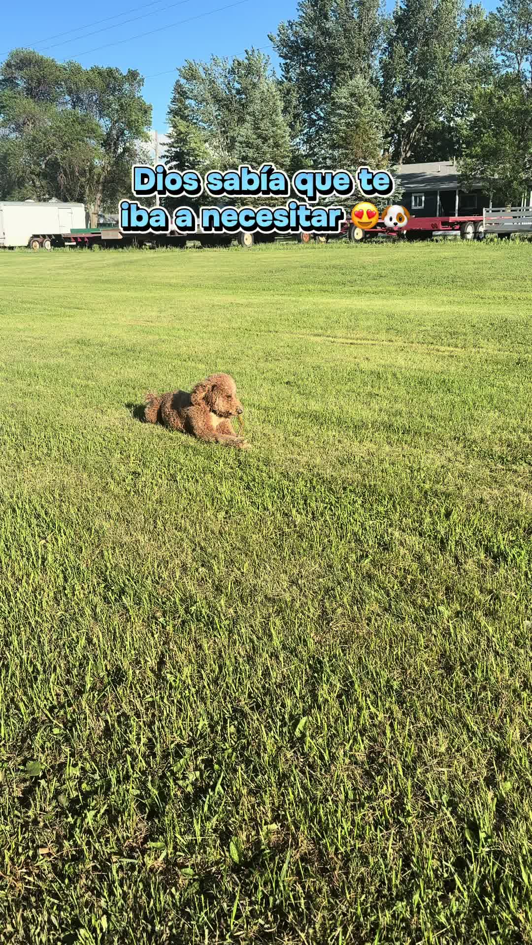 @Reyna y Churro 🐶😍