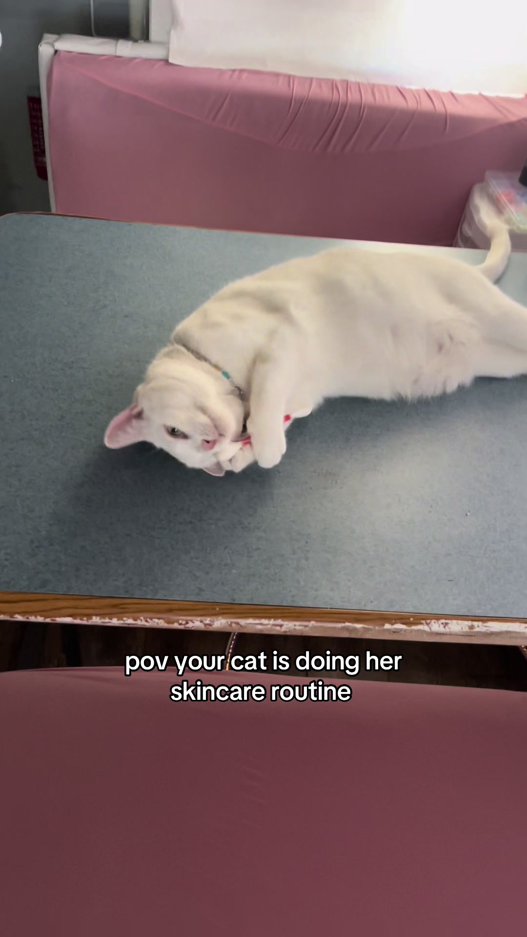 @chicken the white cat