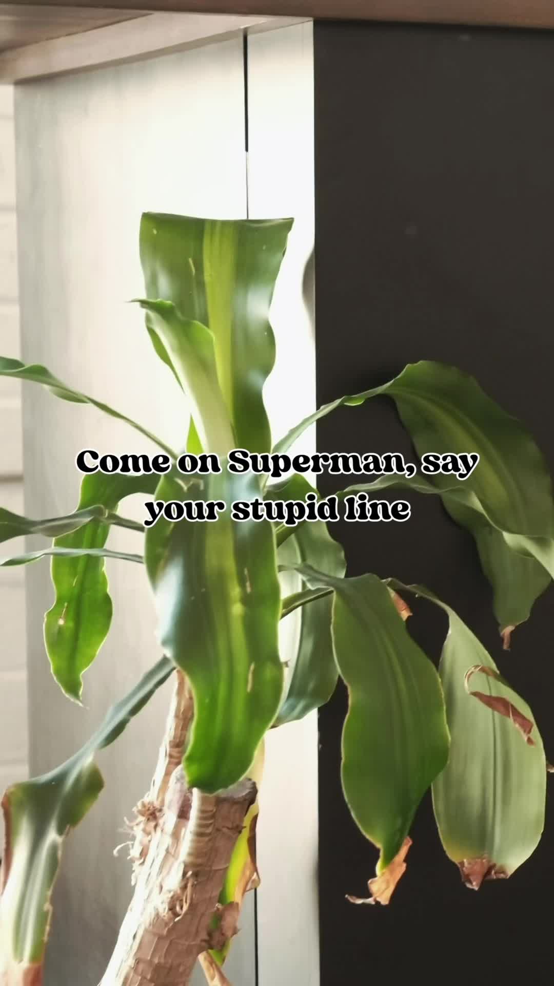 @regiumcoffee