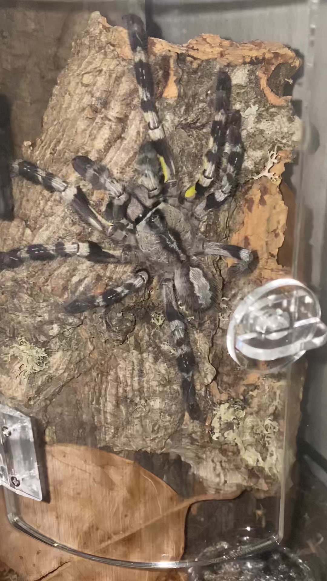 @vidaexotic_tarantulas