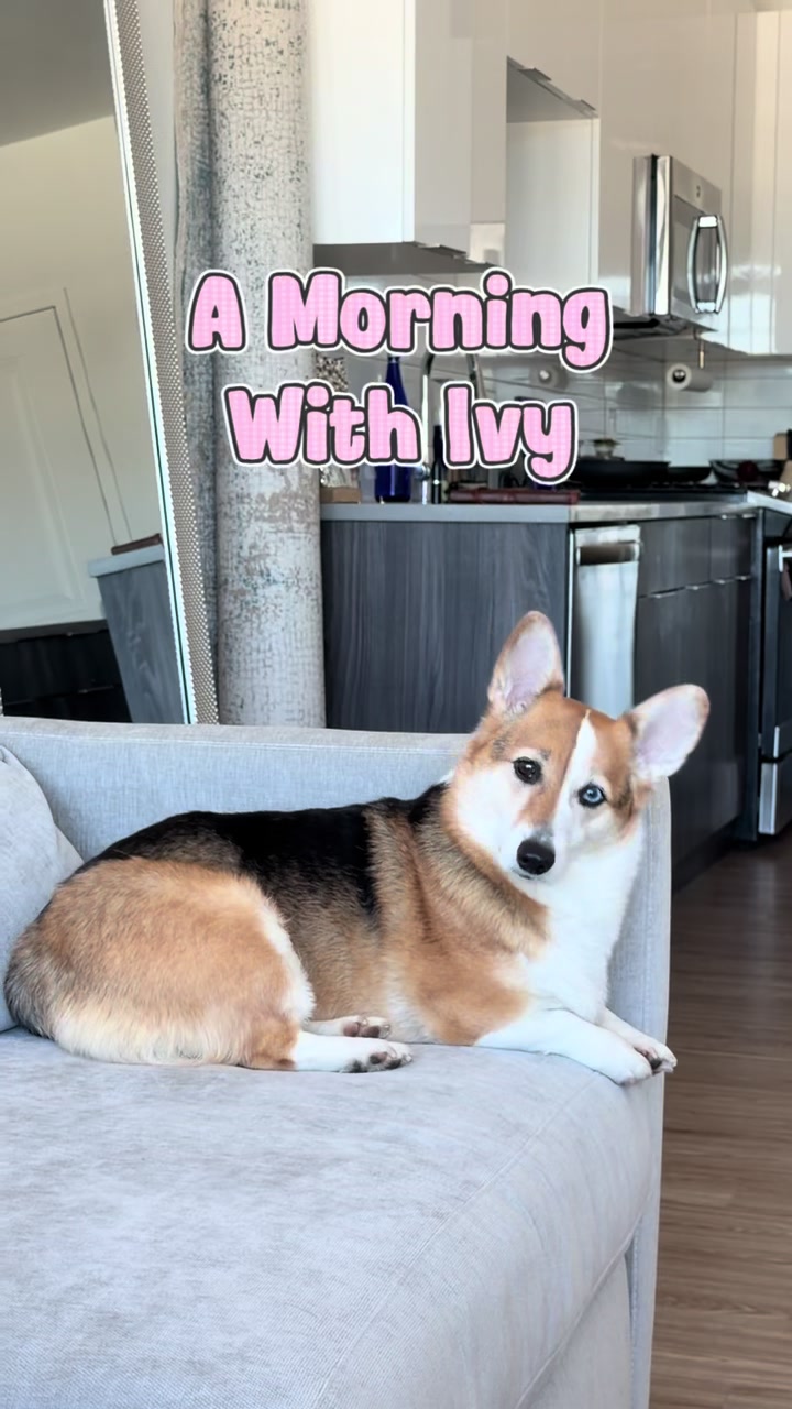 @South Jersey Corgi Rescue