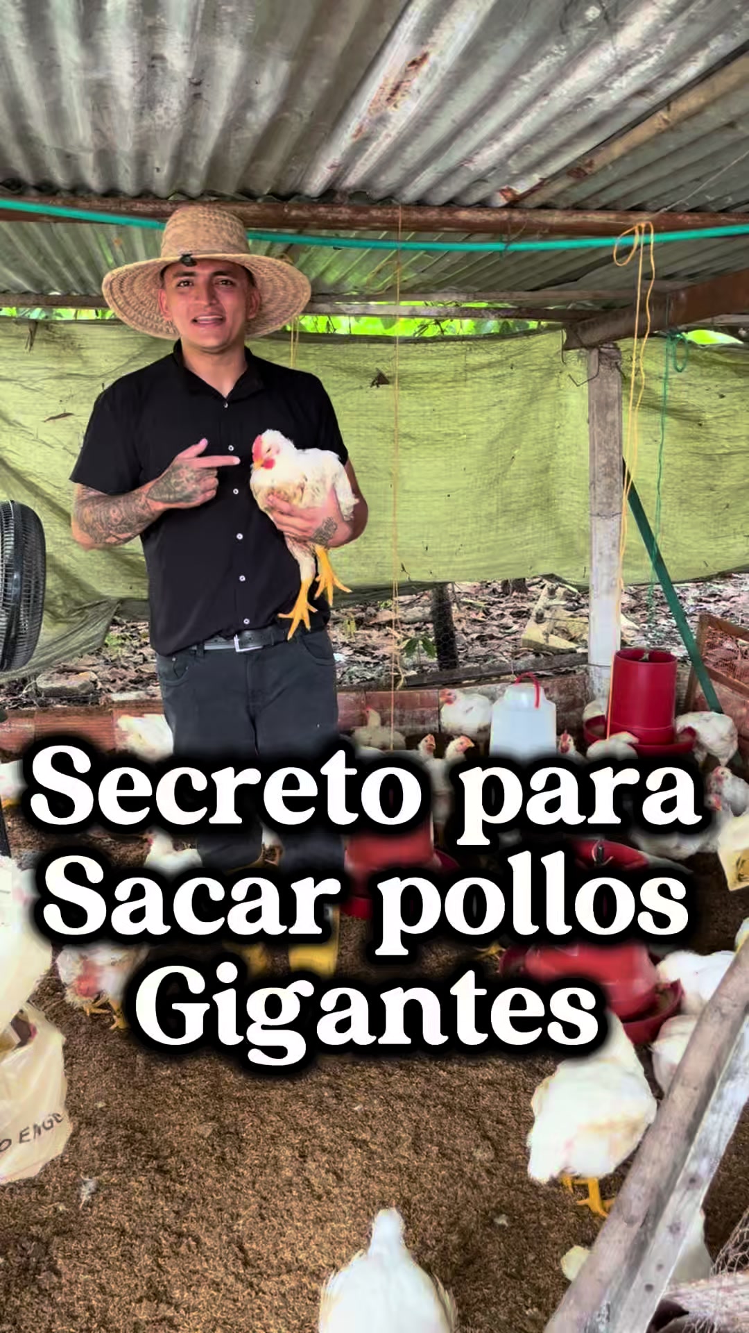 @elmagnatedelospollos