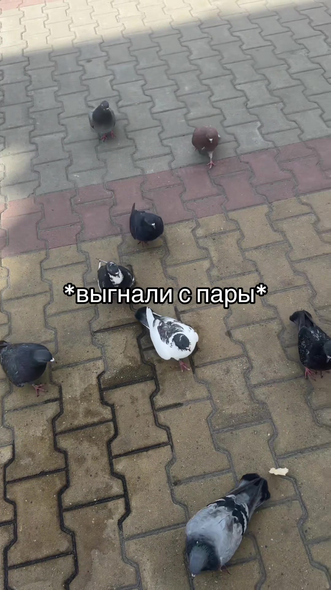 @DARYA FERLEVSKAYA