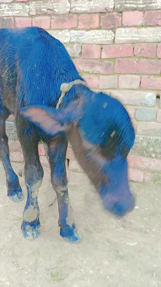 @kuldeep kumar