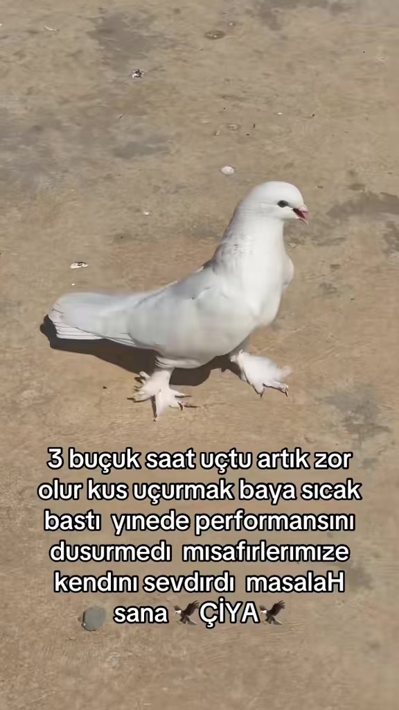 @47 argeş