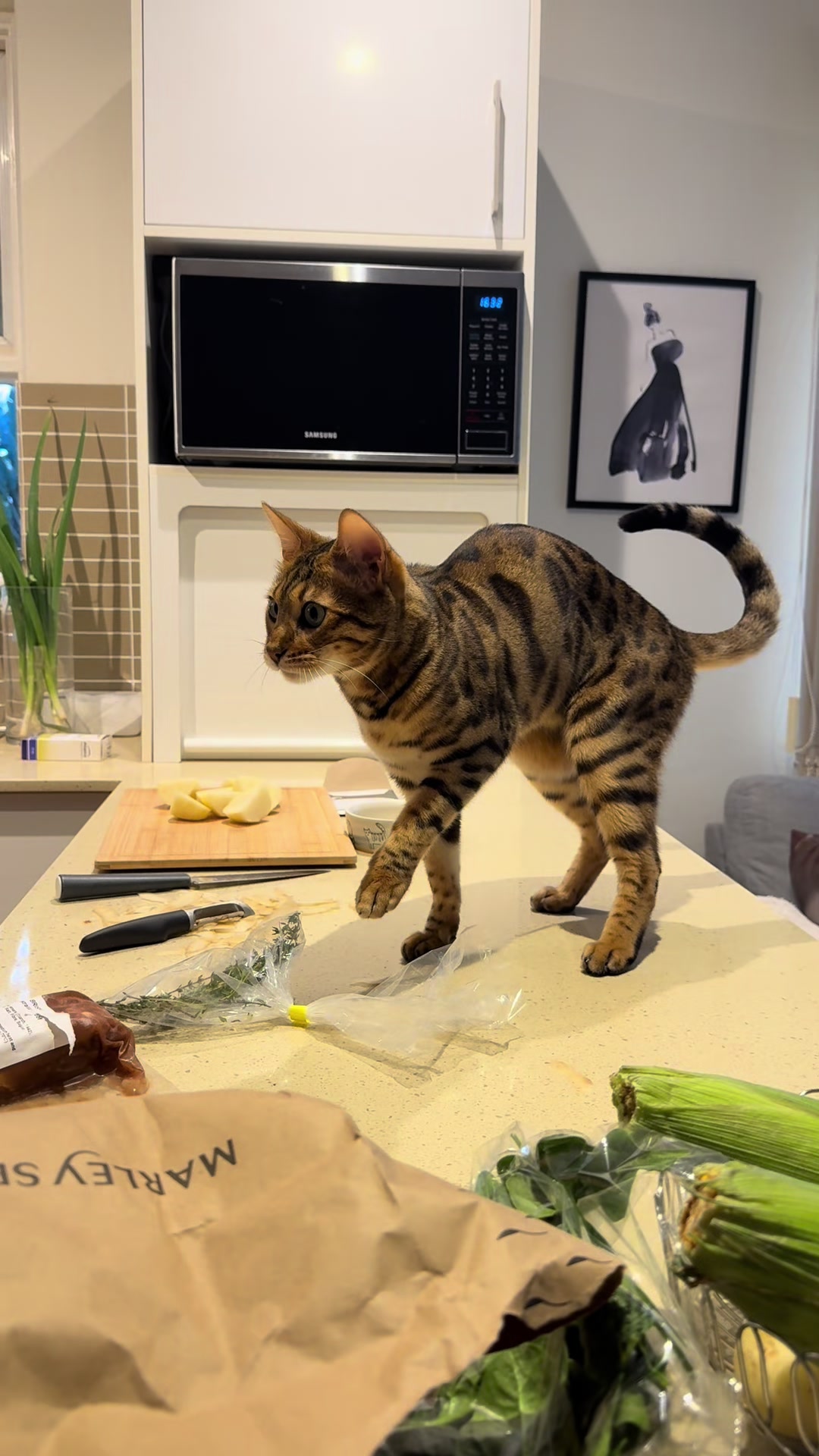 @mitmitcats