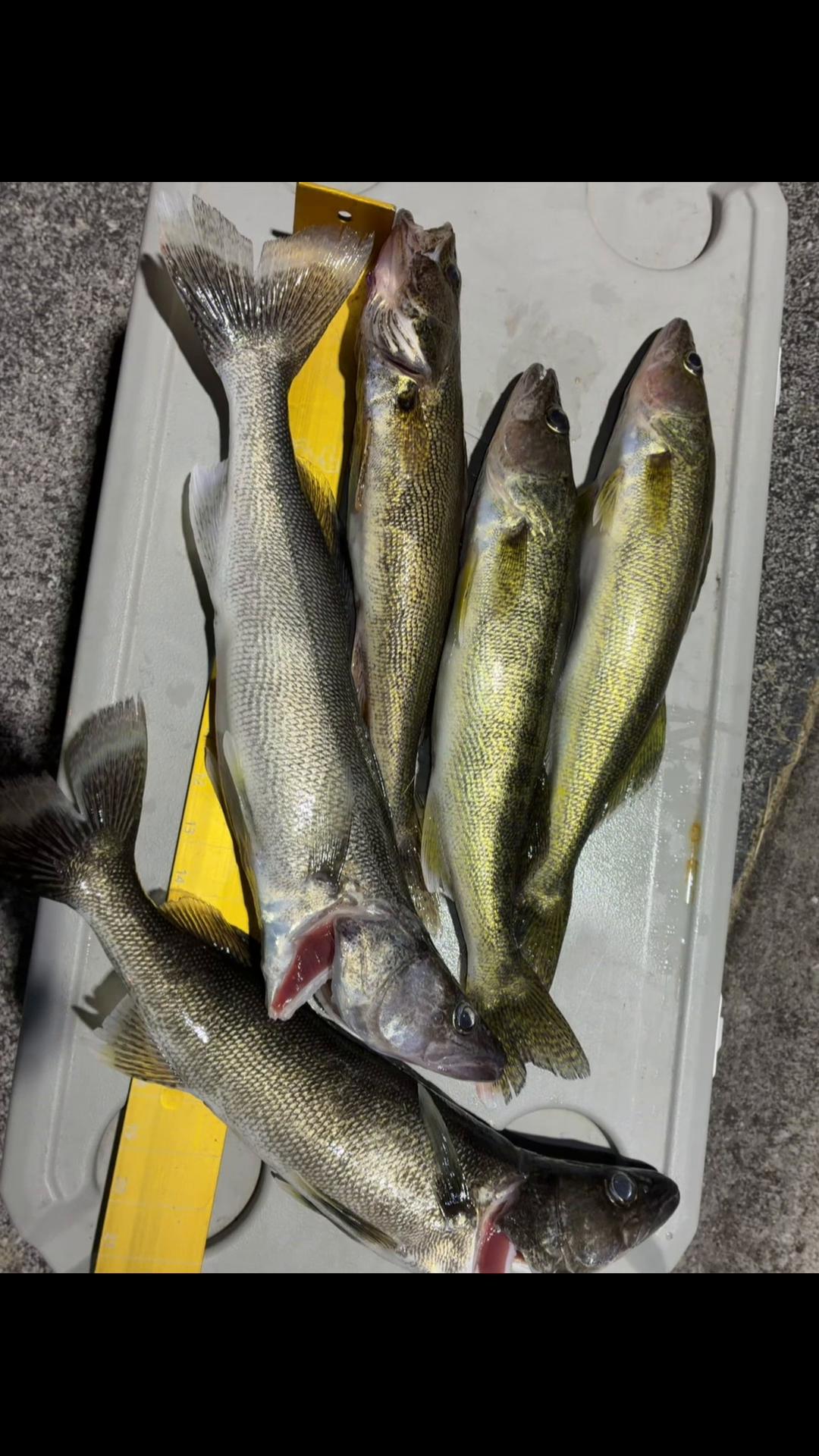 @Dunamis Angling