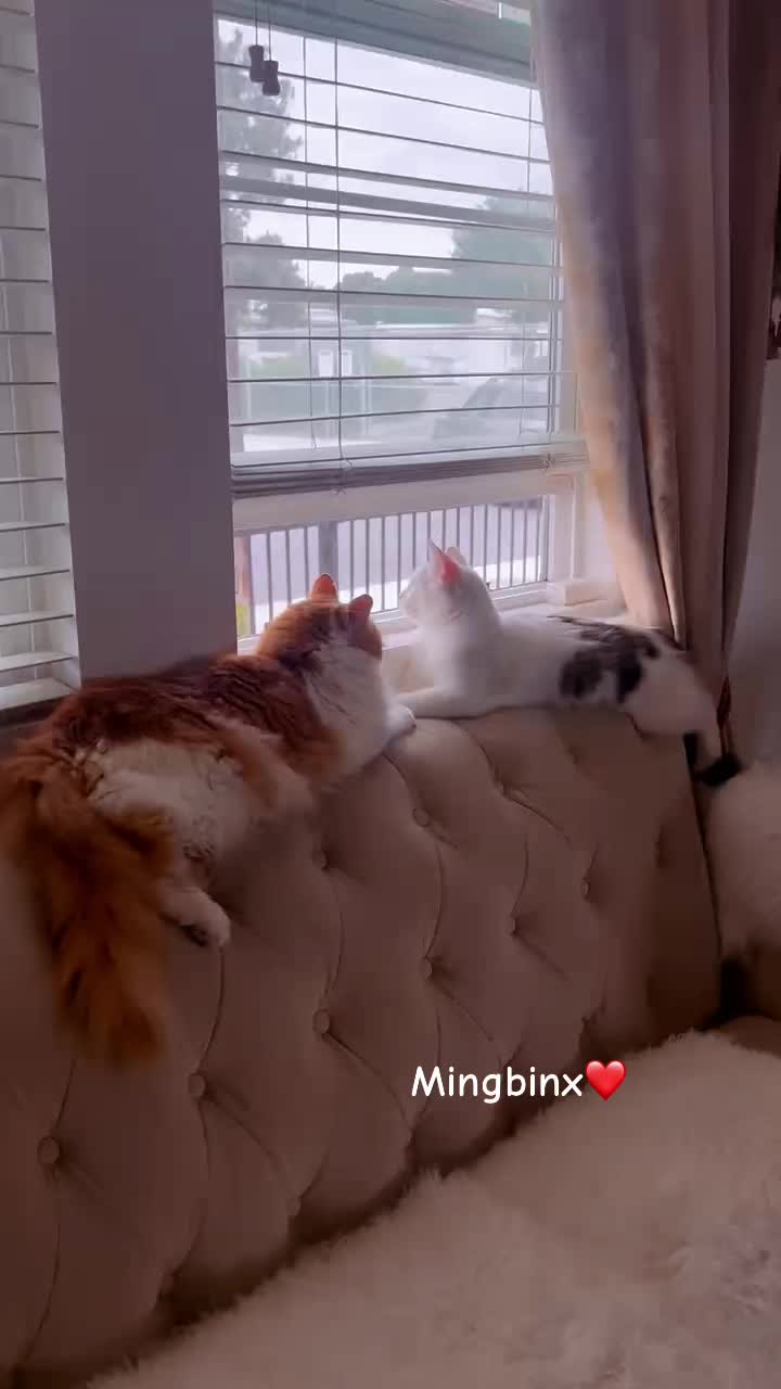 @Ming 🐈