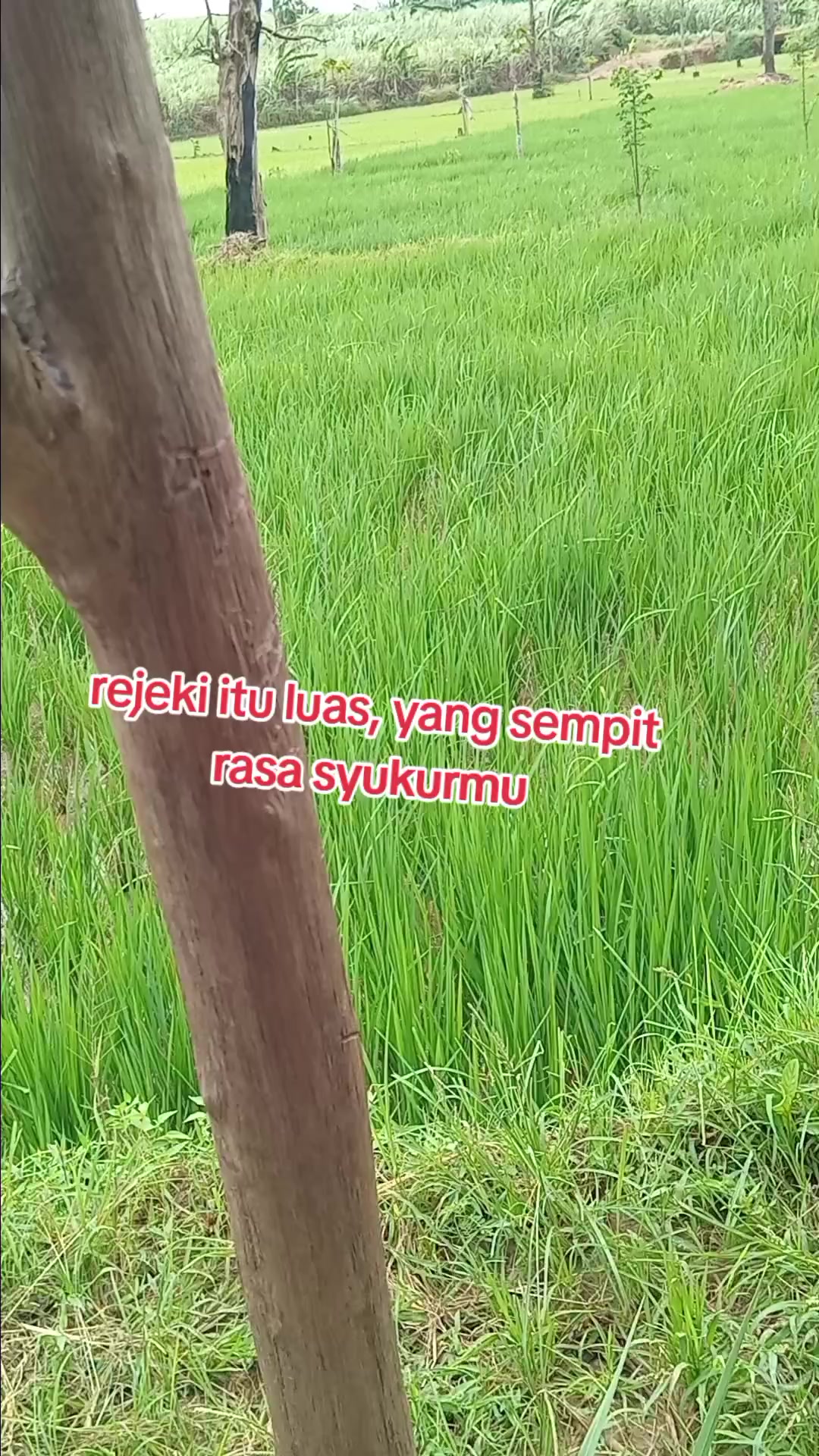 @indoxx