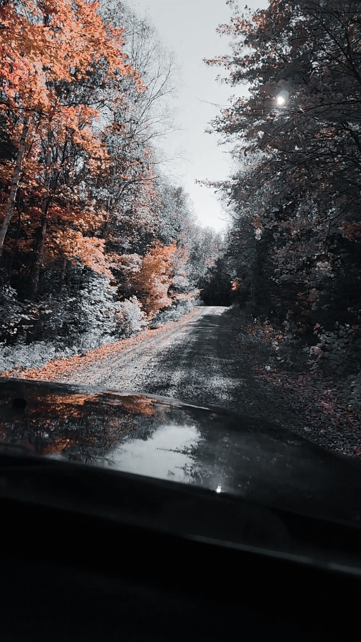 @ᴏꜰ ᴛʜᴇ ɴᴏʀᴛʜ 🌻✨️