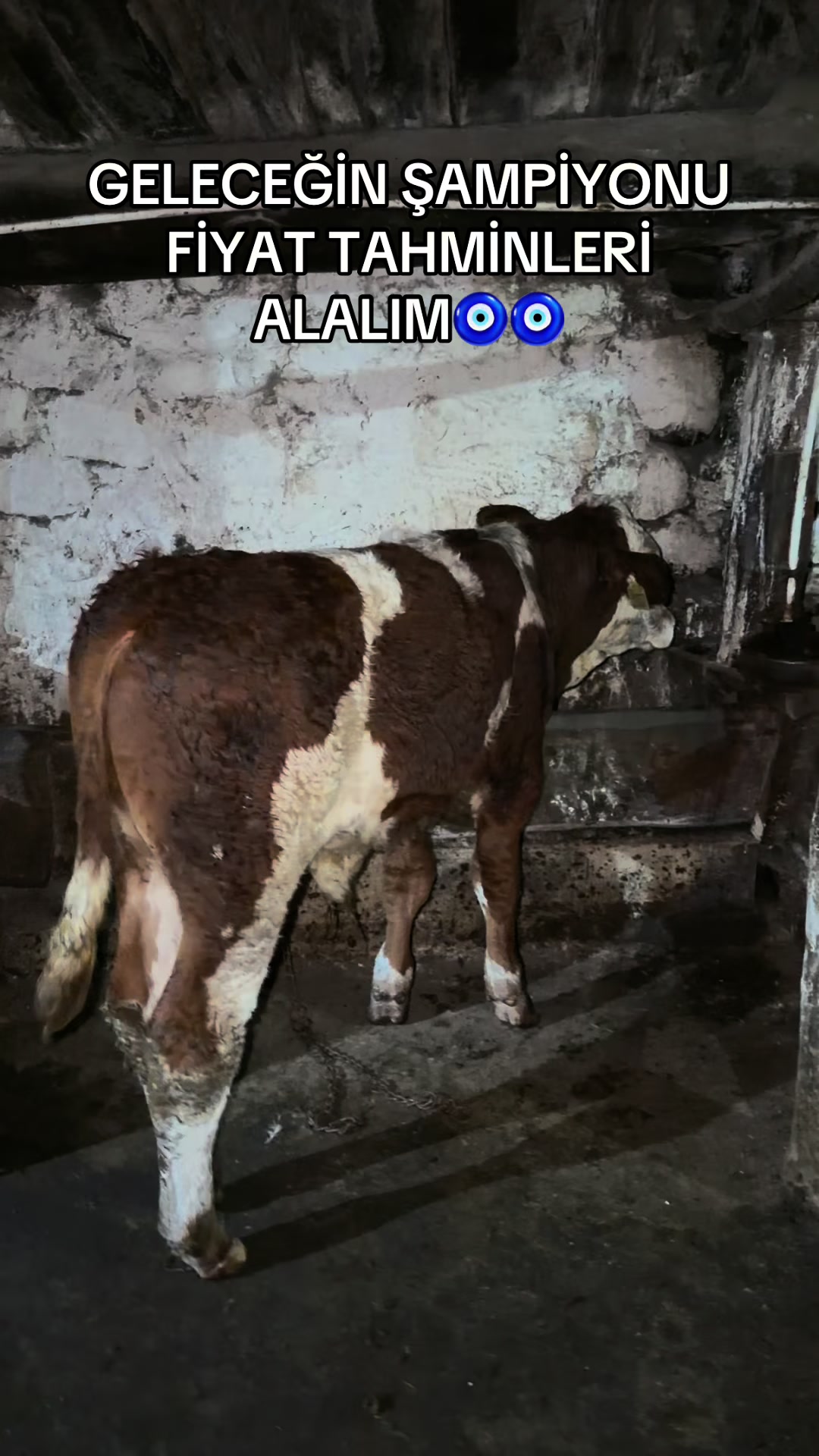 @Özenşimşek36