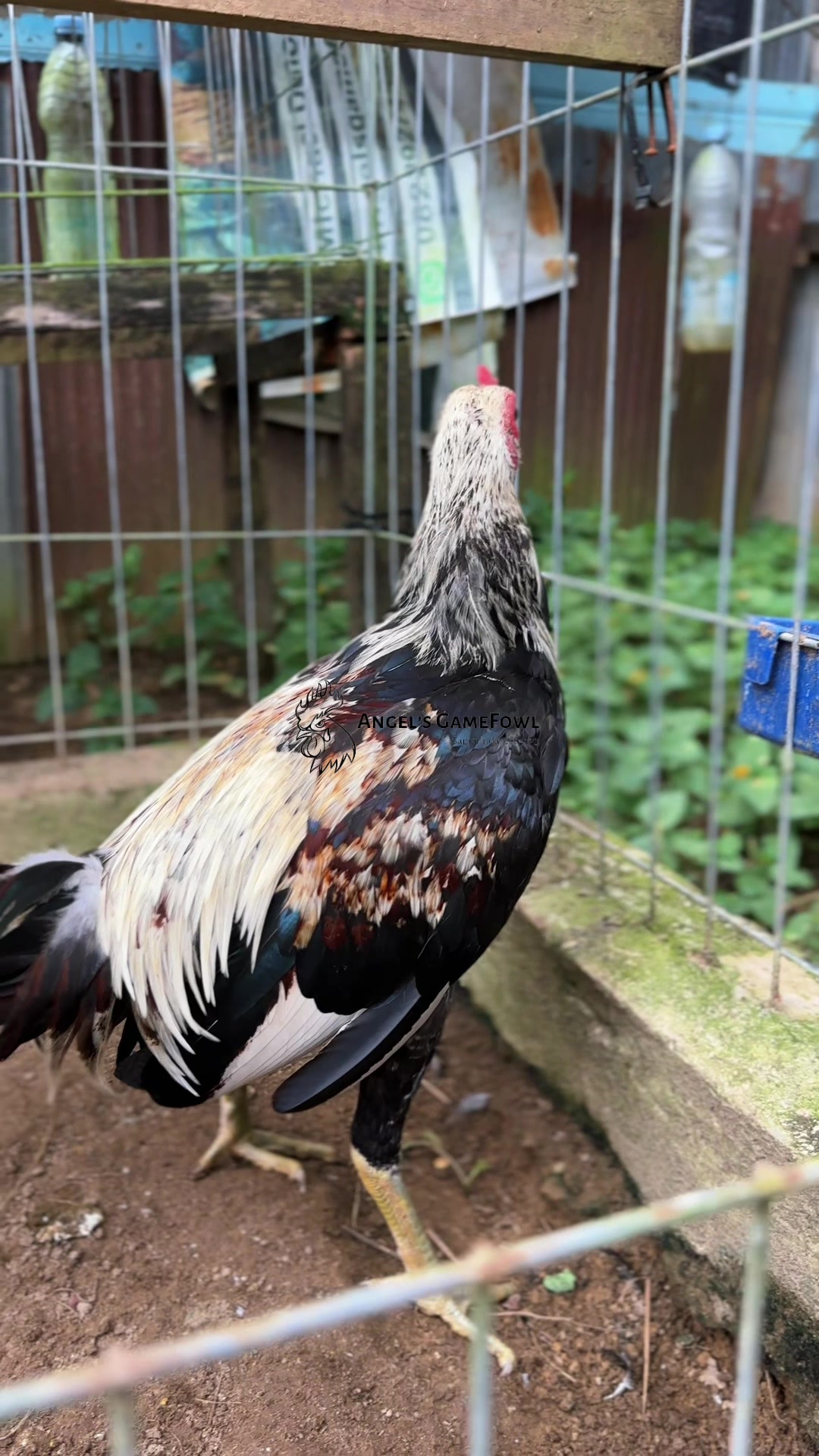 @angelsgamefowl88