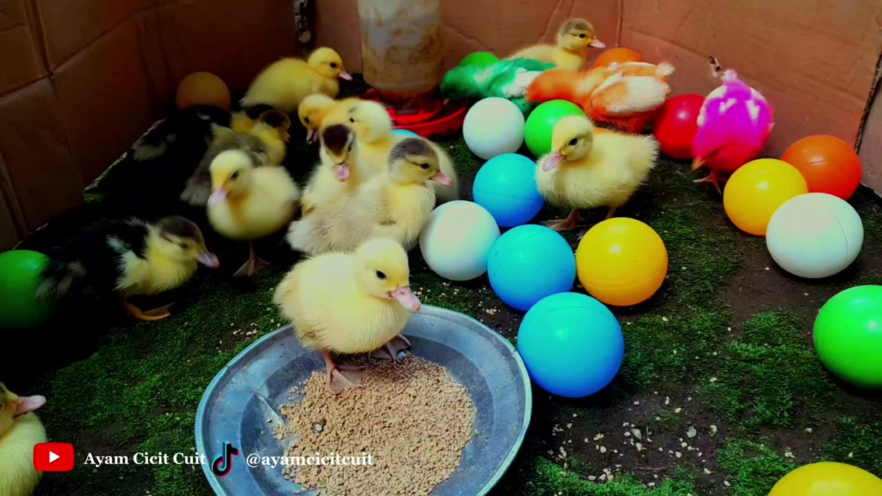 @Ayam Cicit Cuit