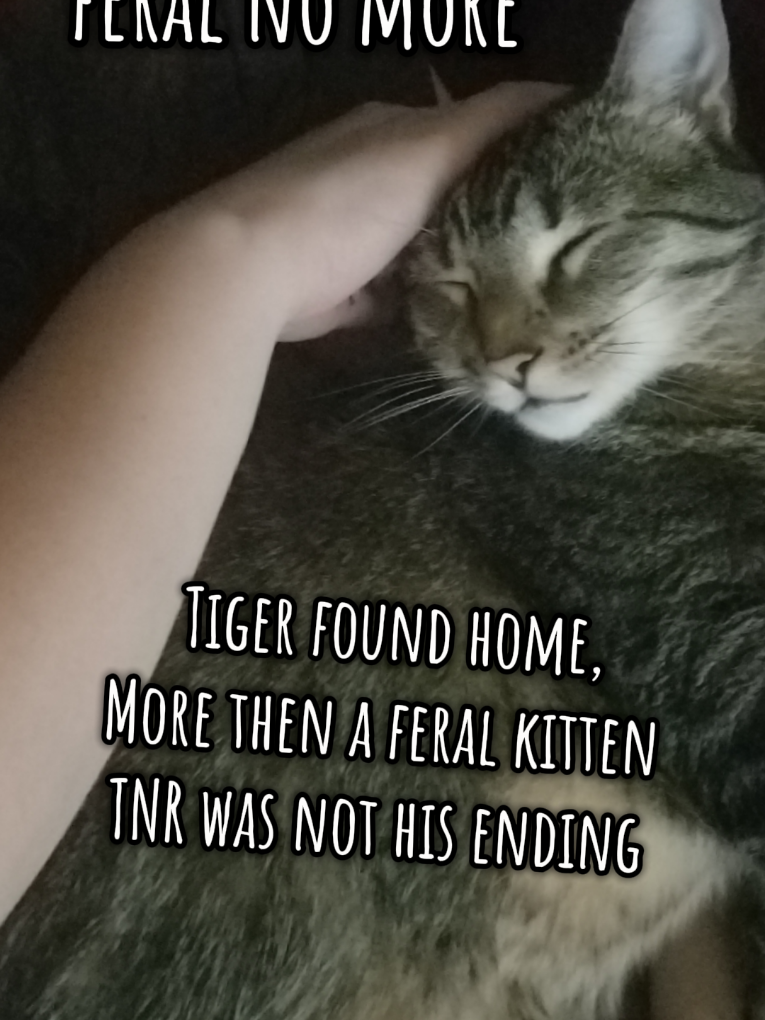 @tiny_tnr_tigers