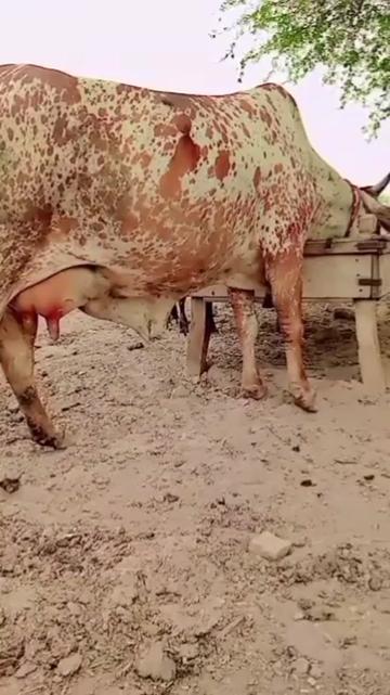 @ملک اشفاق