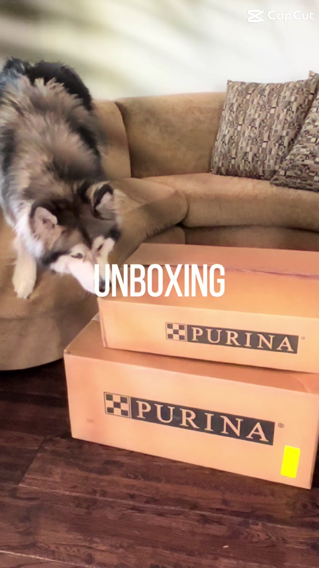 @KokaKoaTheAlaskanMalamute