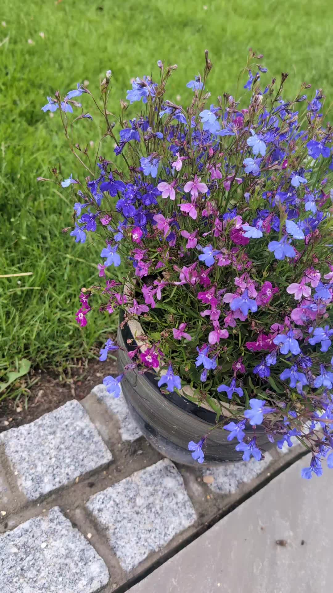@Court Farm: Home & Garden