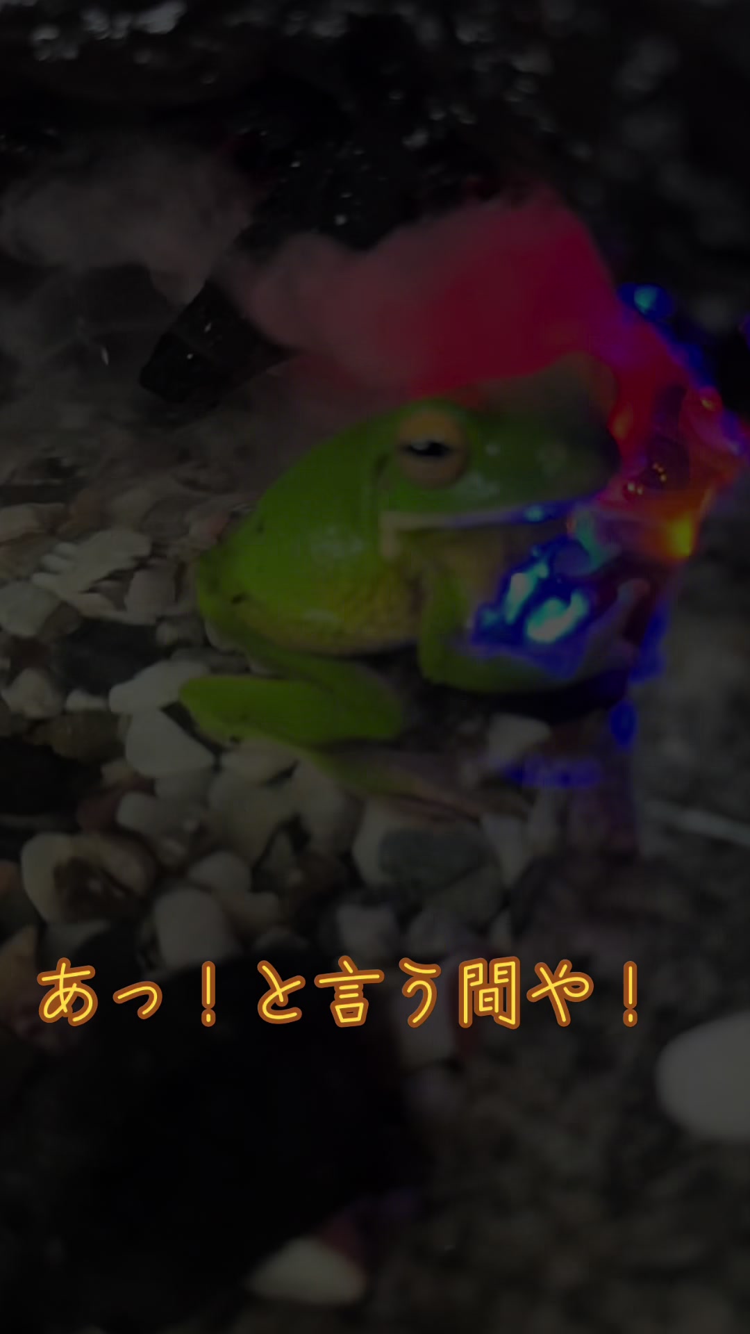 @オクラ