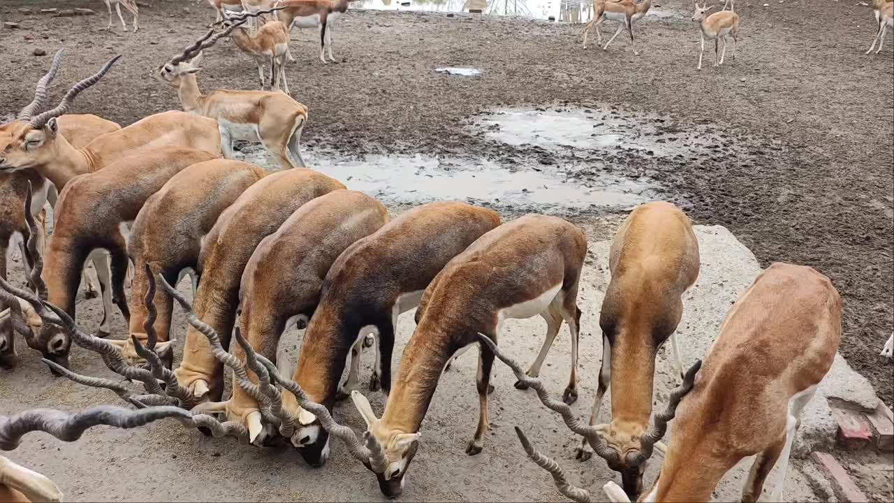 @Wildlife 🦌