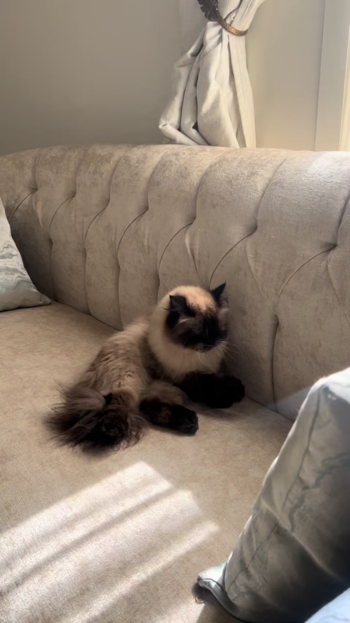 @himalayancat0