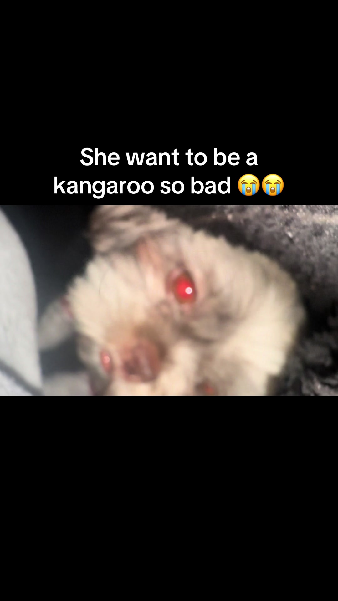 @TheAmandaShow🩷