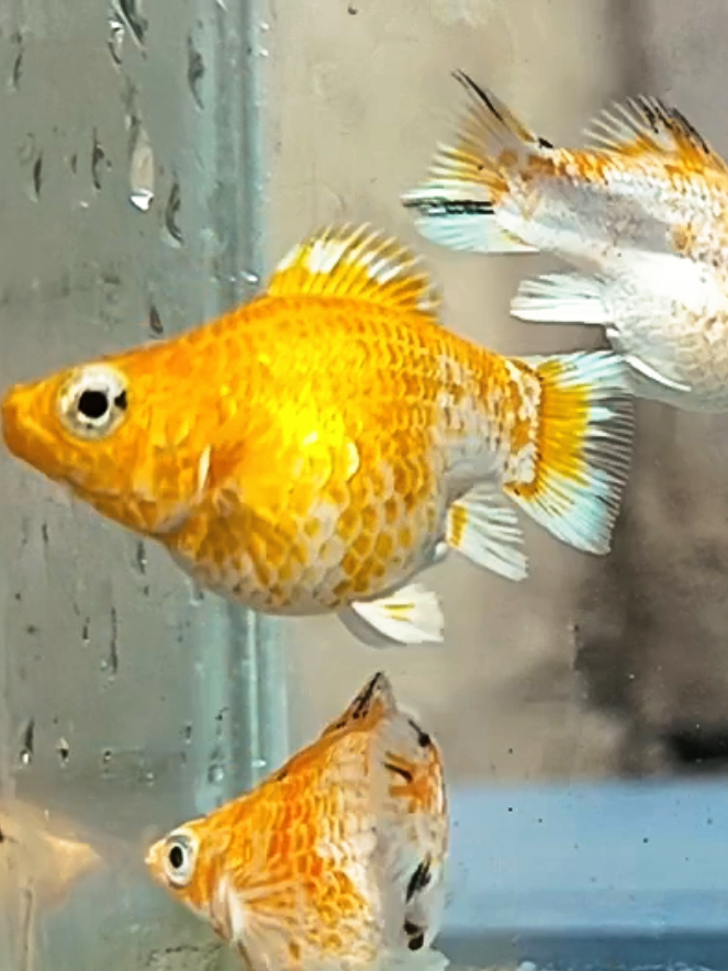 @dexx aquatics