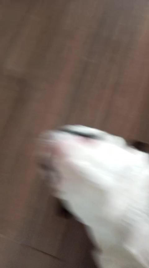 @vidadeperros