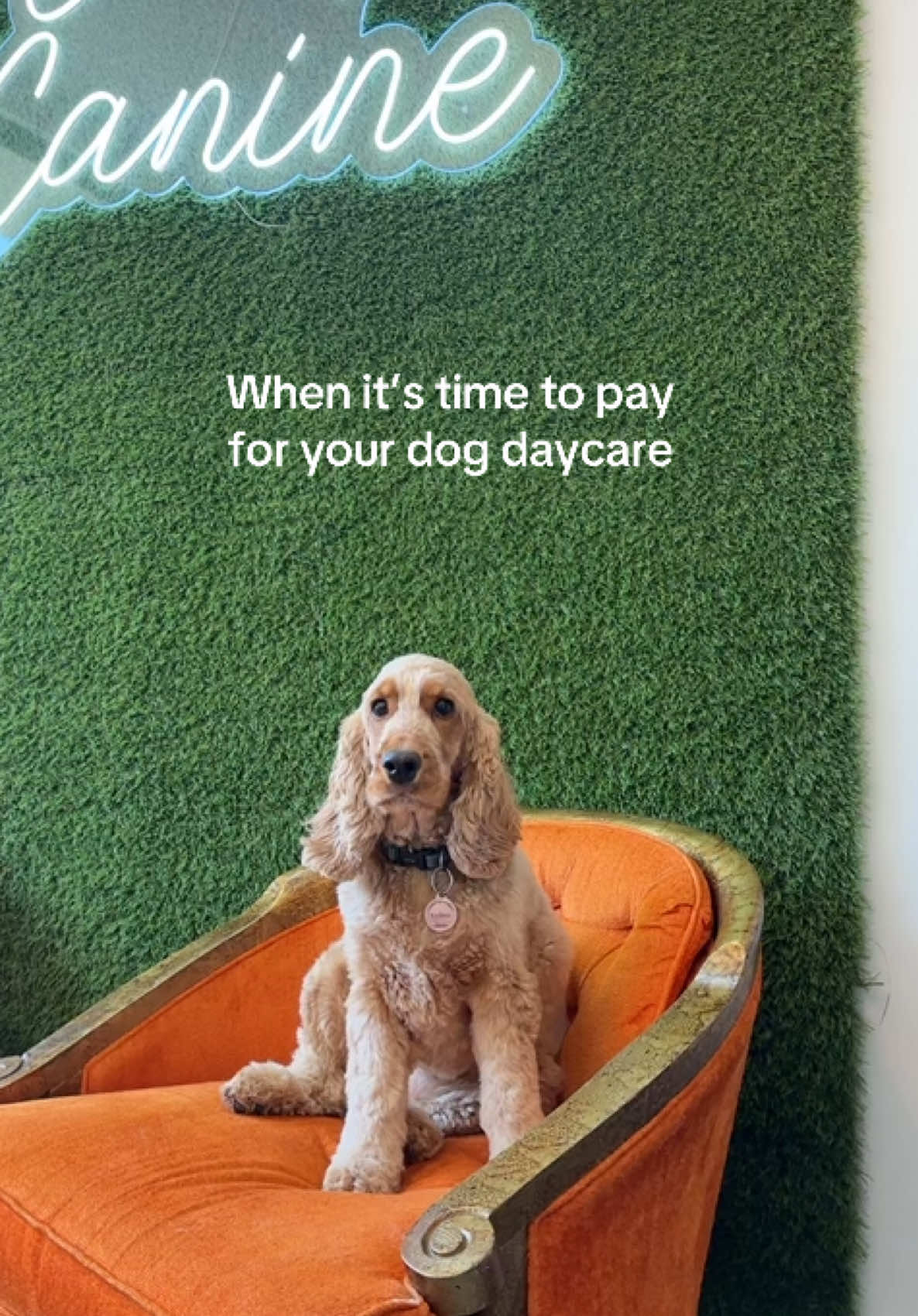 @Camp Canine Toronto