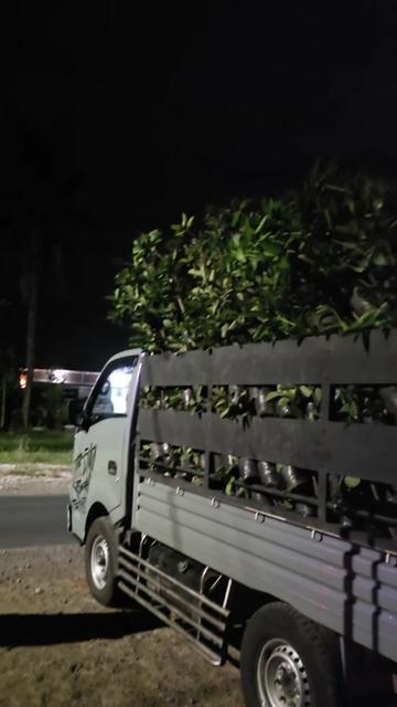 @gmubuahtropisjember
