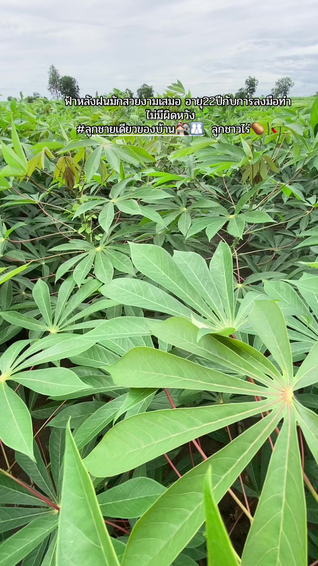 @เถ้าแก่น้อย🧑🏻🌾🫶🏻💨