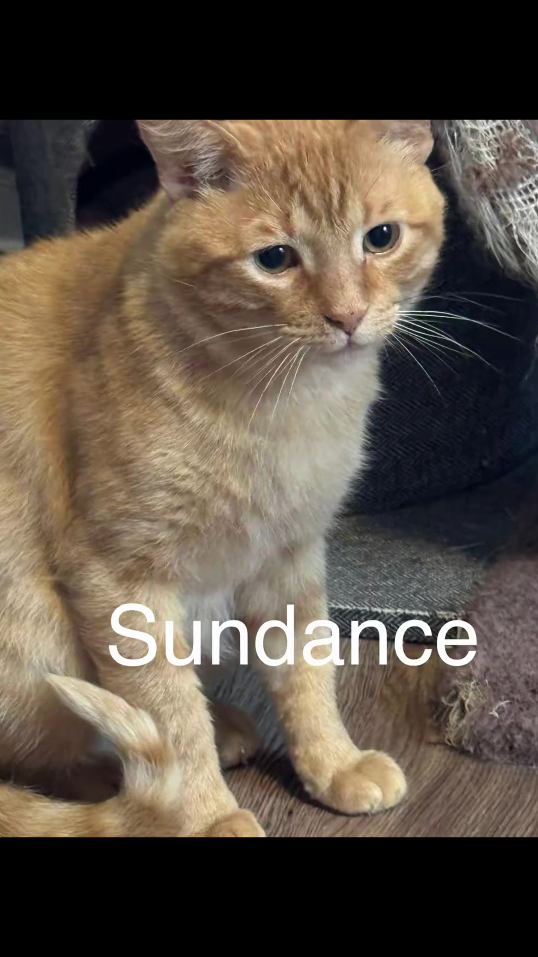 @North Toronto Cat Rescue