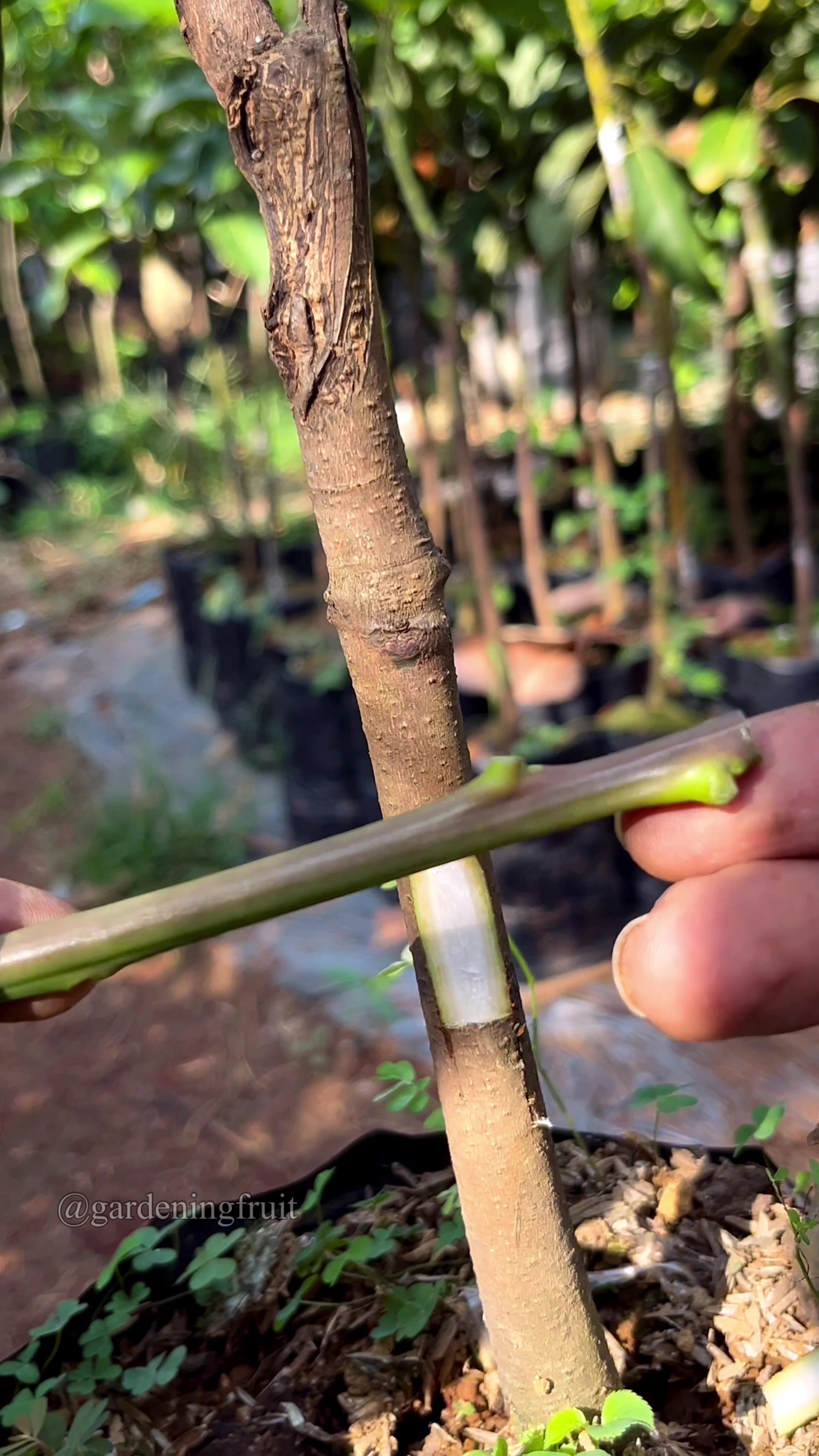 @GardeningFruits