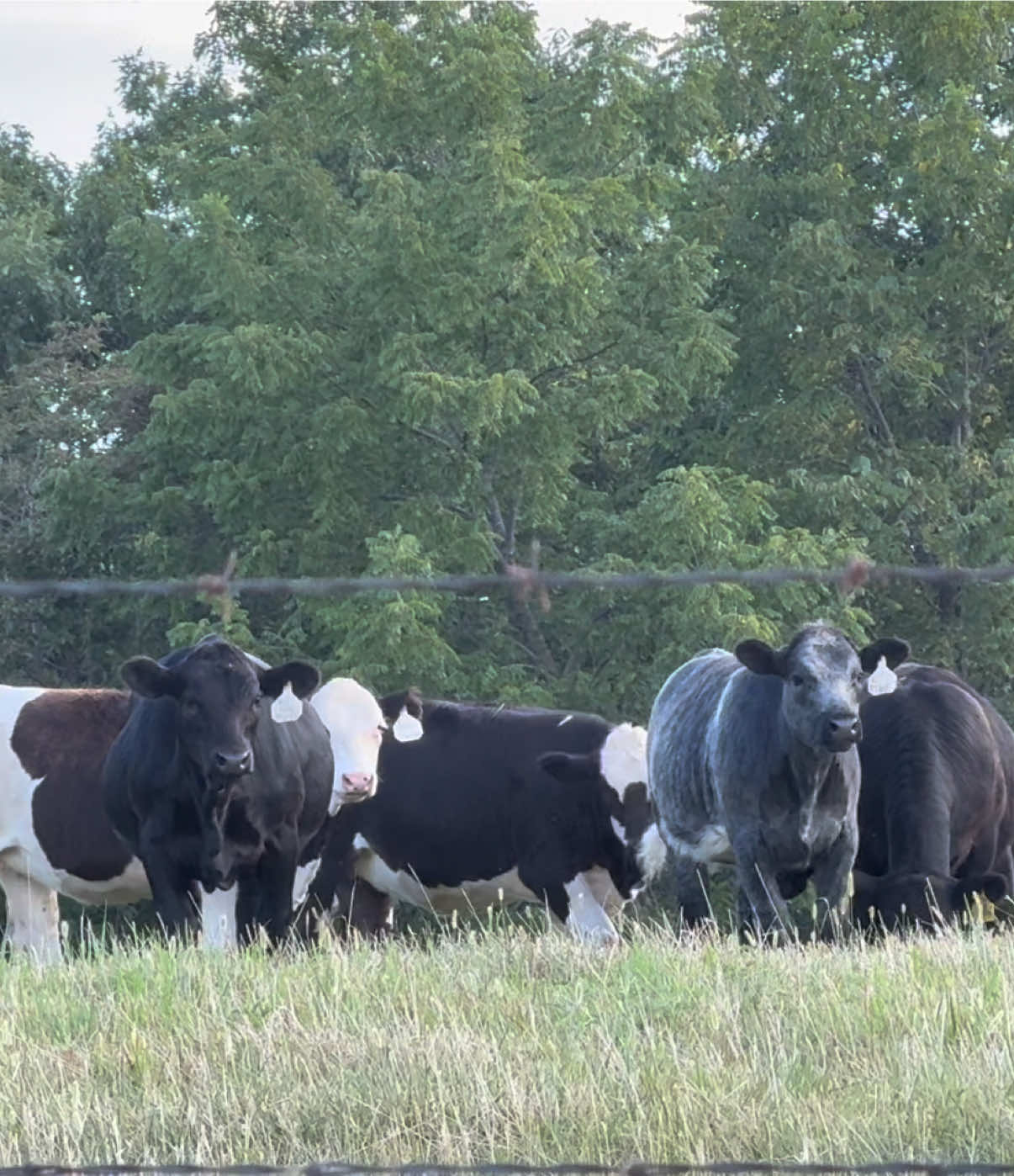 @Massey Land & Cattle
