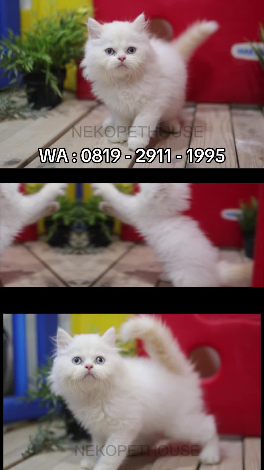 @Nekopethouse - Adopsi Kucing