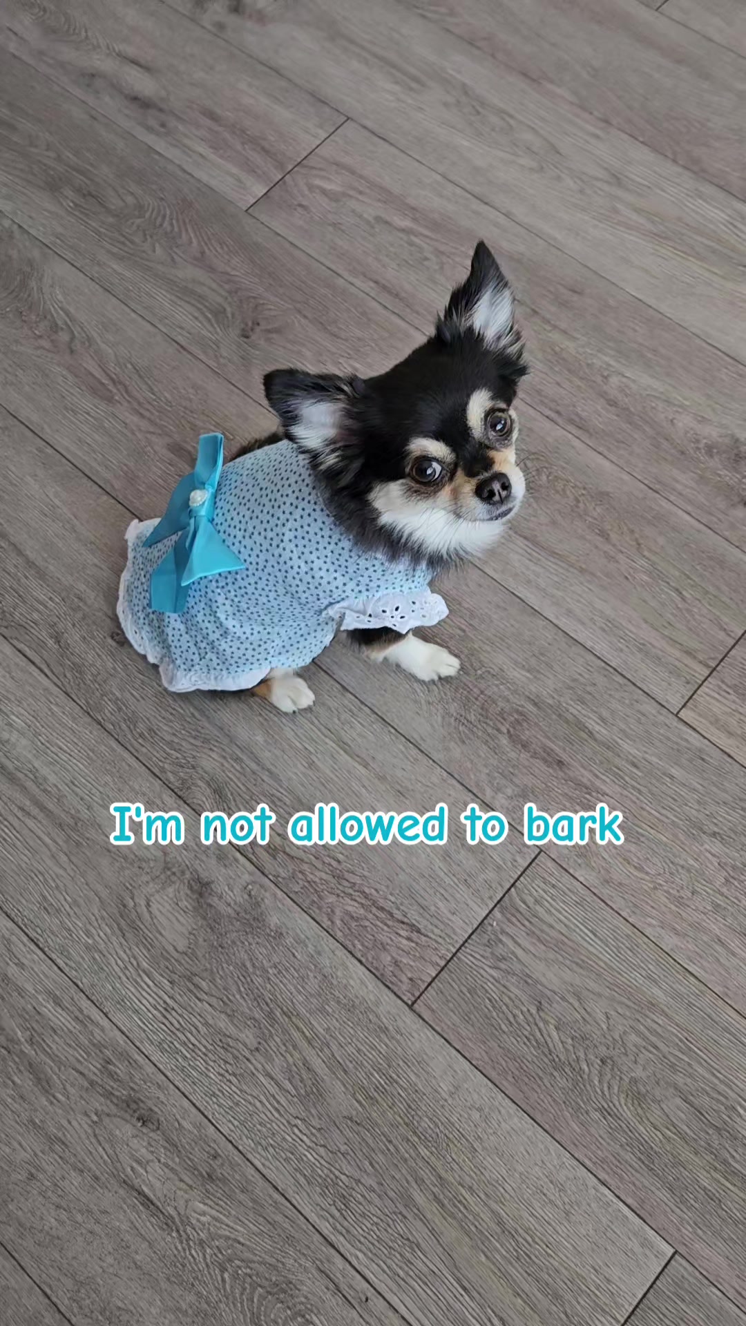 @Pawsha