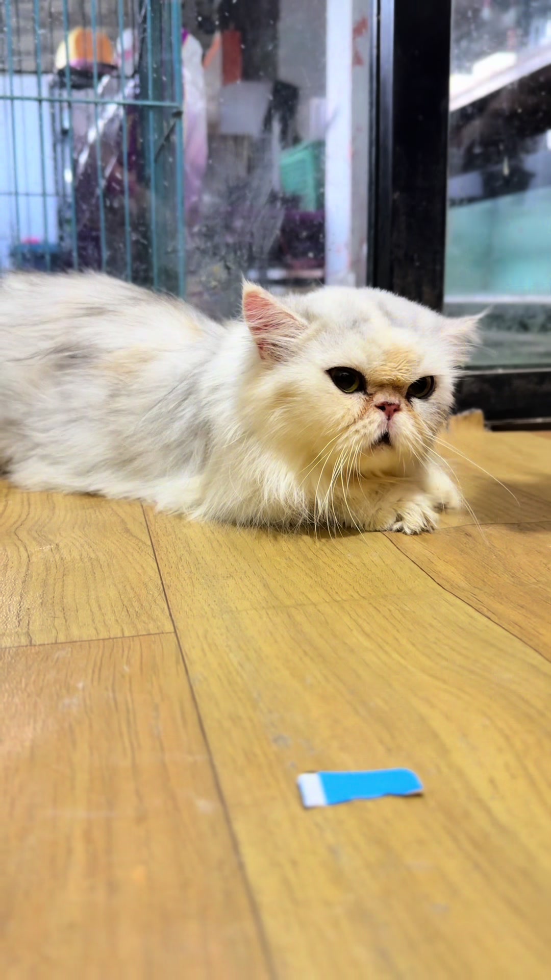 @Luskyocat