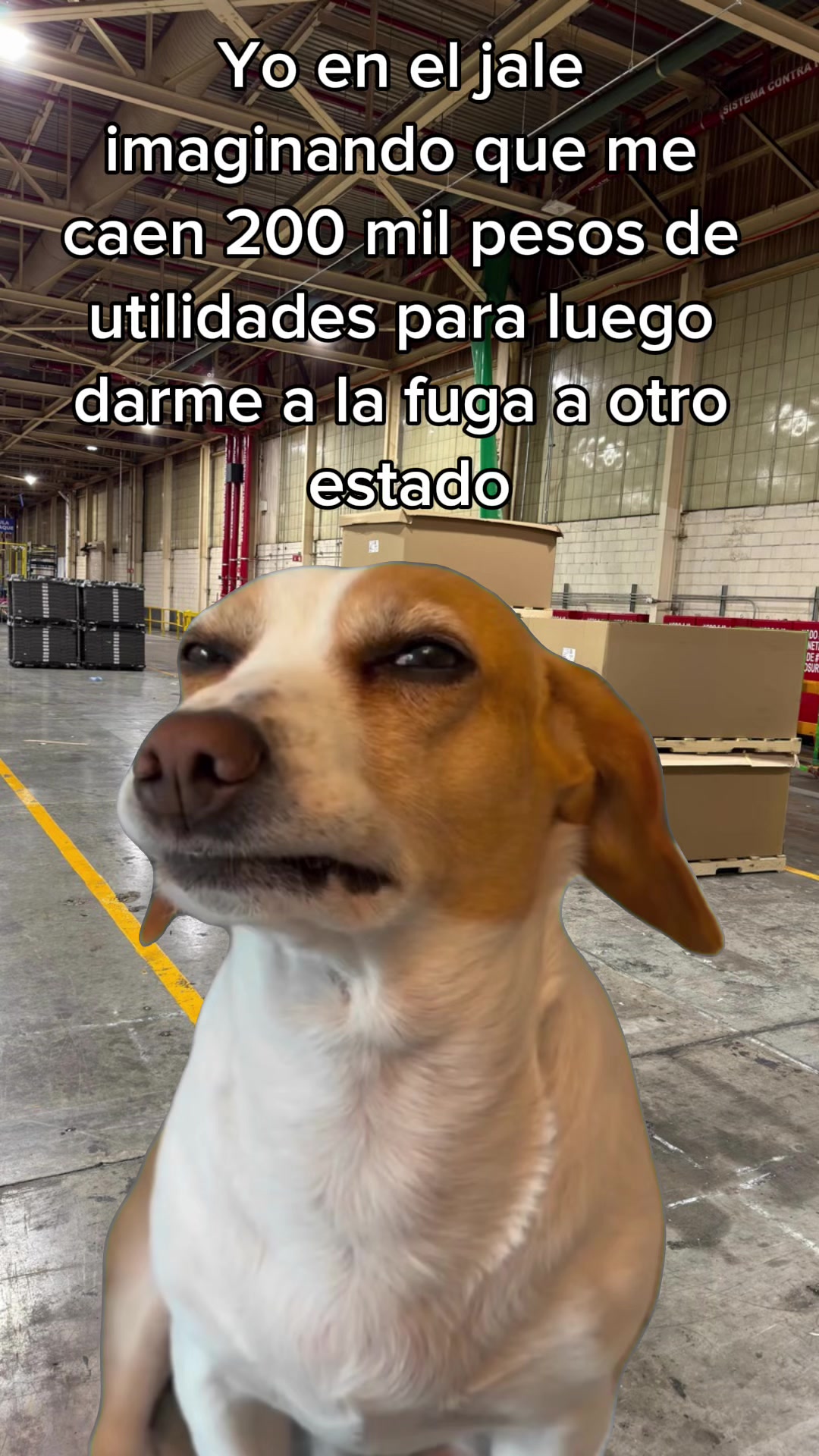 @MarmotaTorres