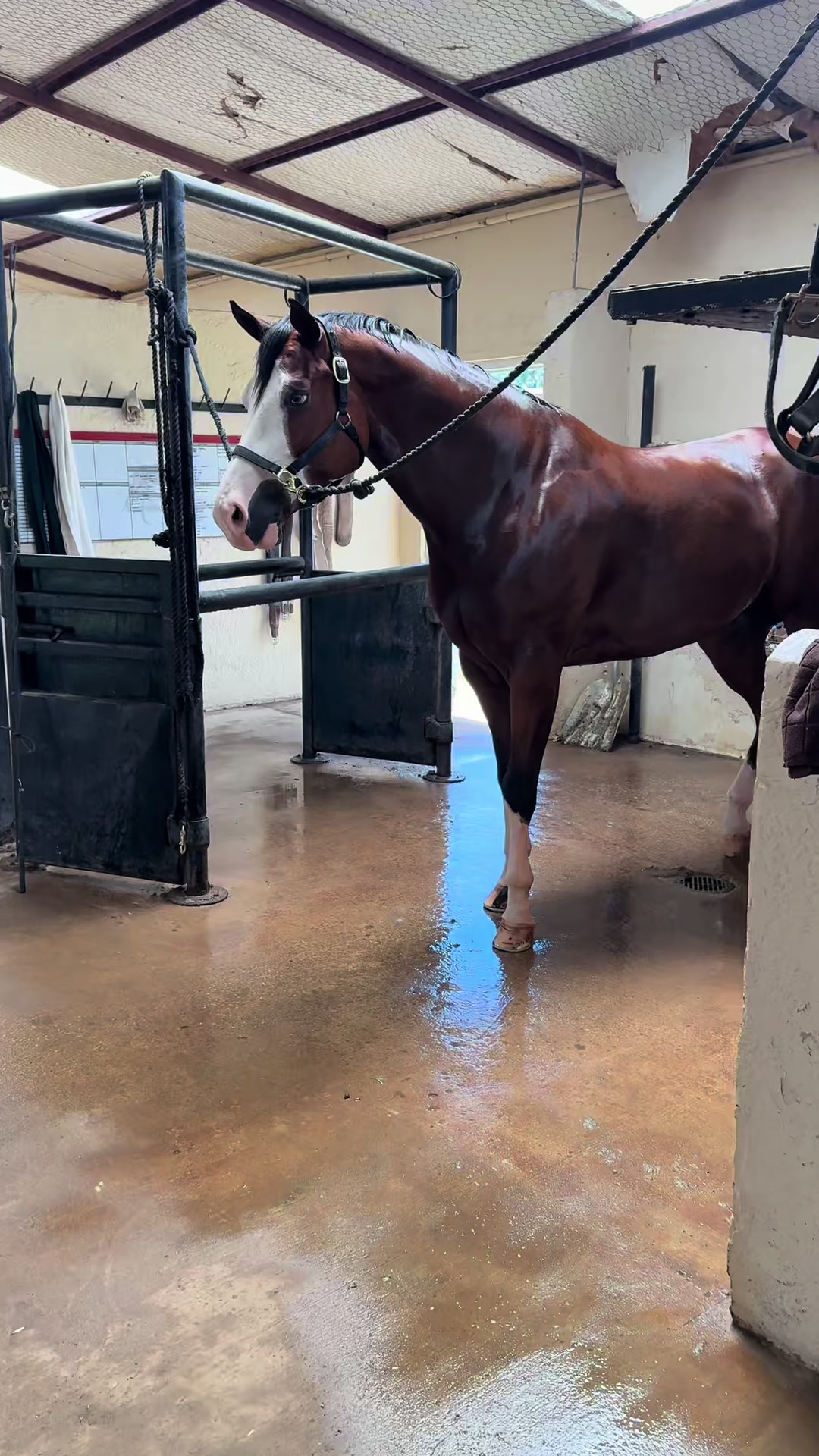 @Winston James The Clydesdale