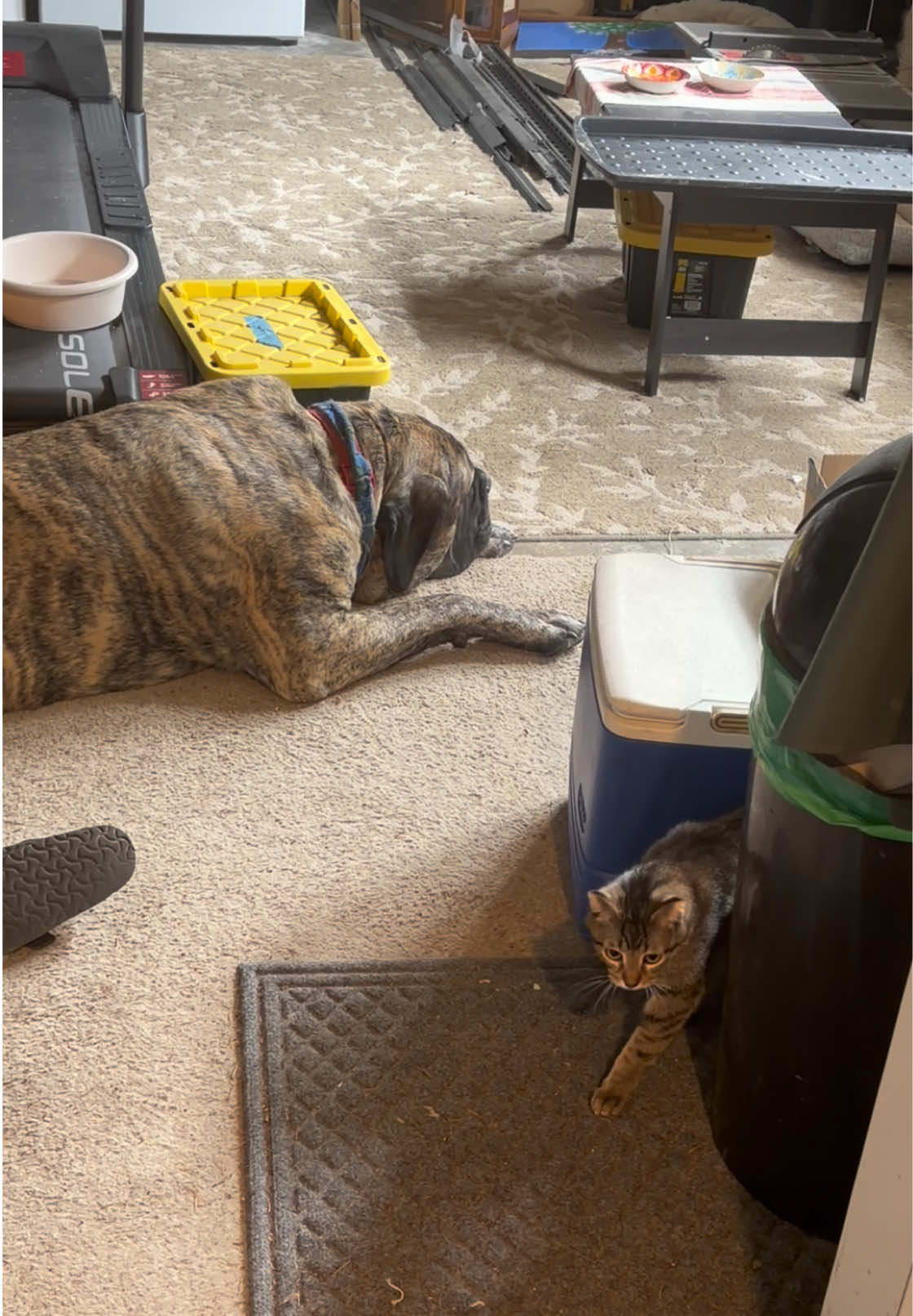 @BrindleBearTheMastiff