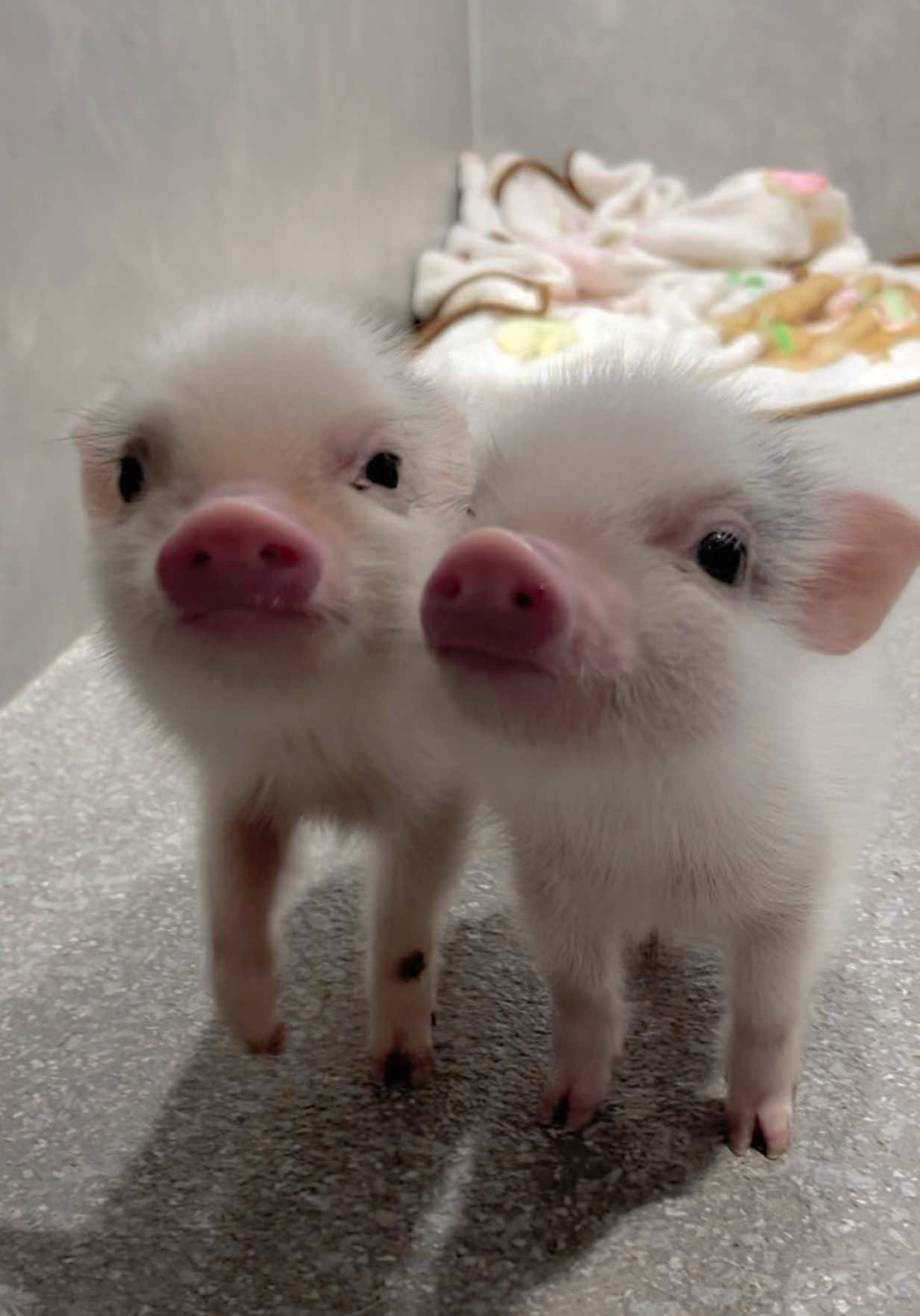 @pignic