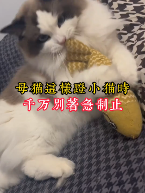 @catology