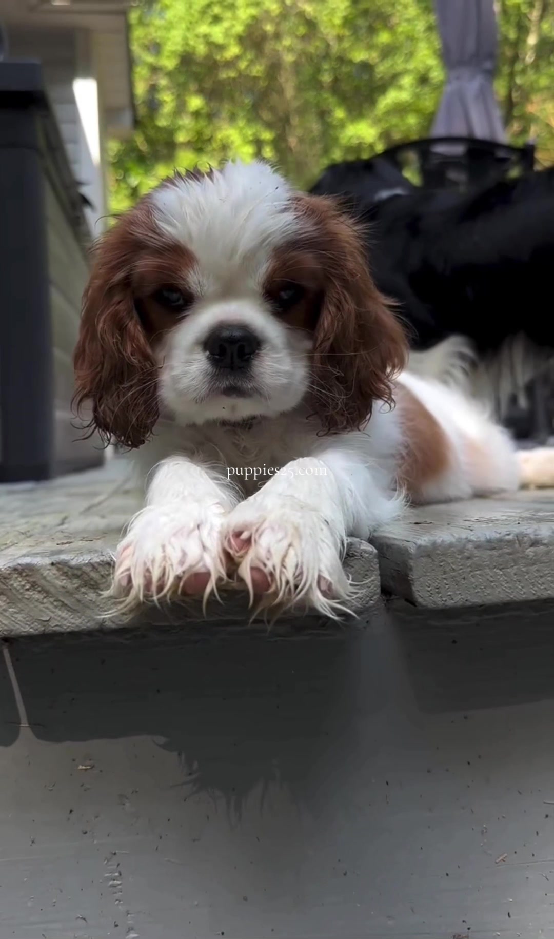 @PUPPIES25•COM
