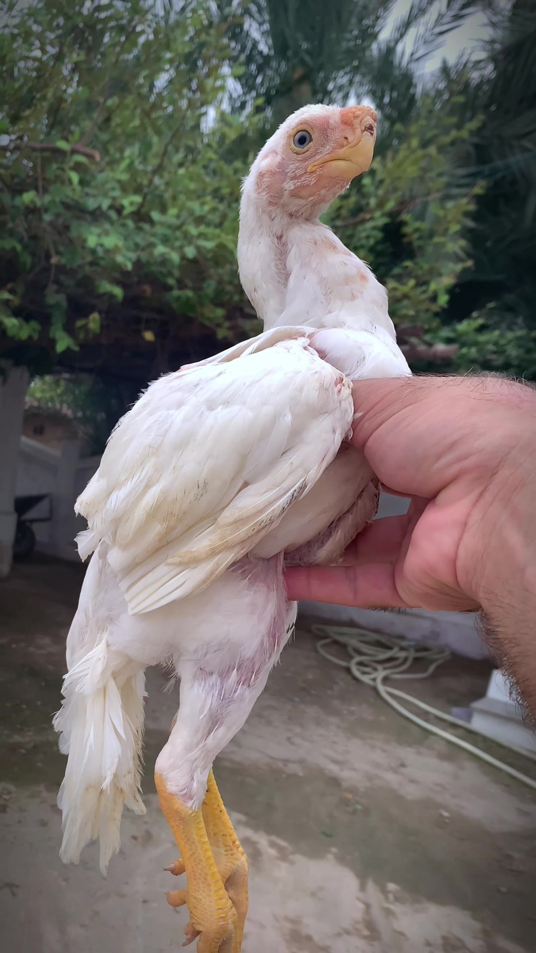 @Birds_Goat